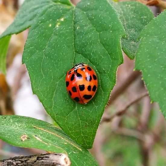 Coccinellidae: Animal in habitat City and Urban in the NatureSpots App