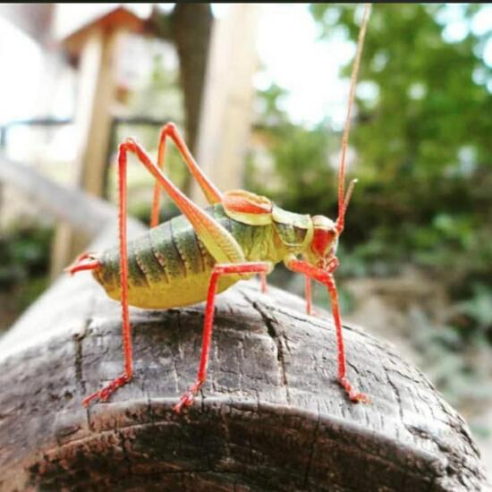 Laubholz-Säbelschrecke: Tier im Habitat Stadt und Garten in der NatureSpots App