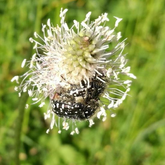 Trauer-Rosenkäfer: Tier in der Natur in der NatureSpots App