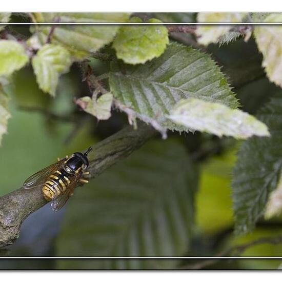 Chrysotoxum cautum: Animal in habitat Garden in the NatureSpots App