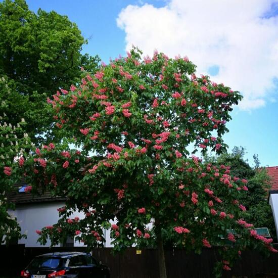 Aesculus ×carnea: Plant in nature in the NatureSpots App