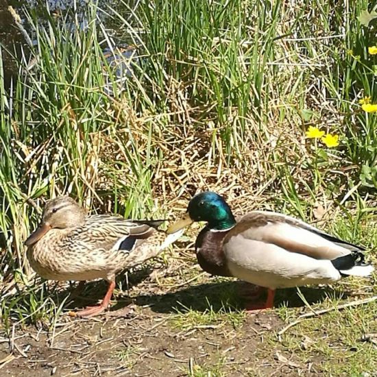 Mallard: Animal in habitat Park in the NatureSpots App