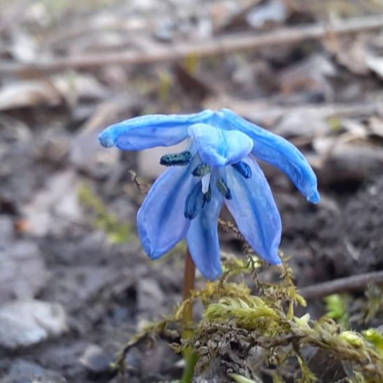 Traun-Blaustern: Pflanze in der Natur in der NatureSpots App