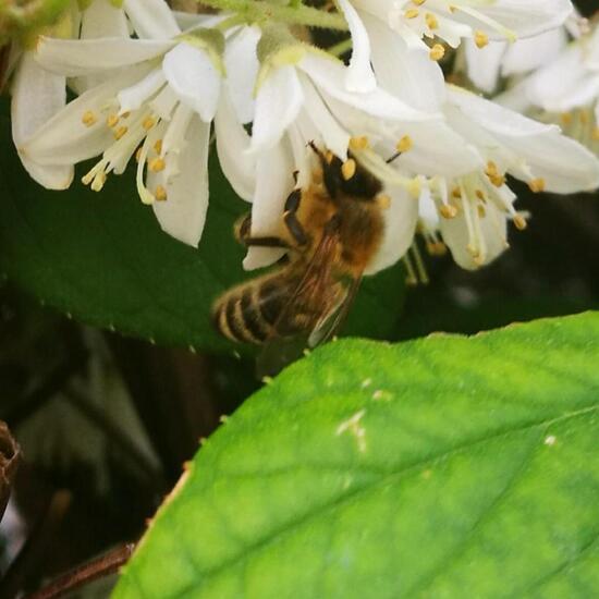 Westliche Honigbiene: Tier im Habitat Garten in der NatureSpots App