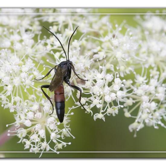 Ctenichneumon panzeri: Animal in habitat Semi-natural grassland in the NatureSpots App