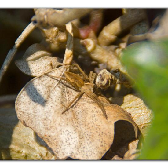 Listspinne: Tier im Habitat Garten in der NatureSpots App