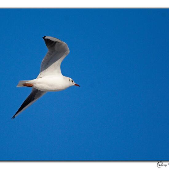 Black-headed Gull: Animal in nature in the NatureSpots App