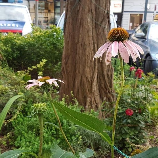 Echinacea purpurea: Plant in habitat Flowerbed in the NatureSpots App