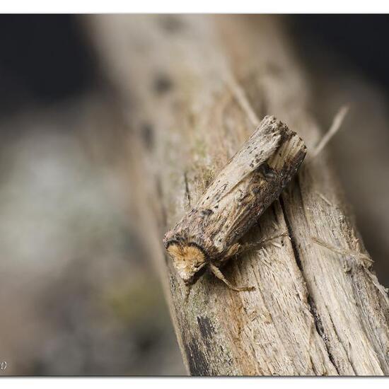 Buchsbaumzünsler: Tier im Habitat Garten in der NatureSpots App