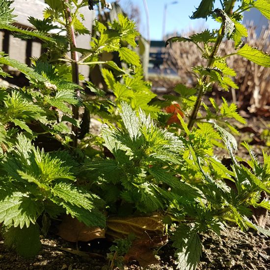 Taubnesseln: Pflanze im Habitat Park in der NatureSpots App