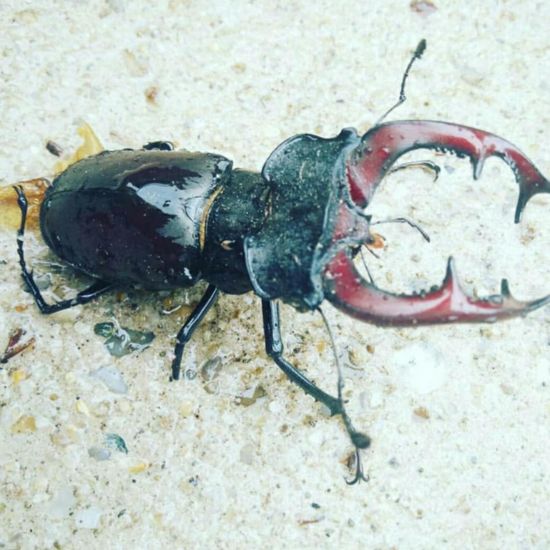 Lucanus cervus: Animal in habitat Garden in the NatureSpots App