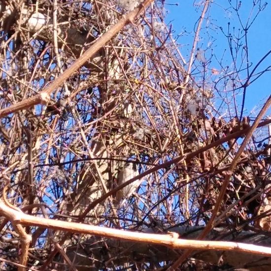 Feldsperling: Tier im Habitat Ackerrandstreifen in der NatureSpots App