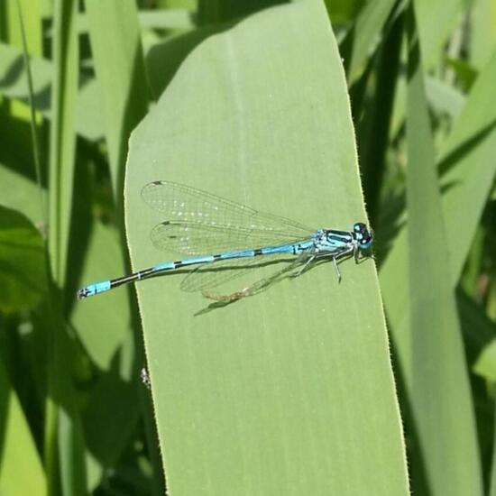 Azure damselfly: Animal in nature in the NatureSpots App