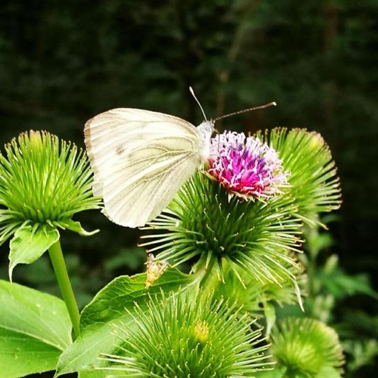 Kleiner Kohlweißling: Tier in der Natur in der NatureSpots App