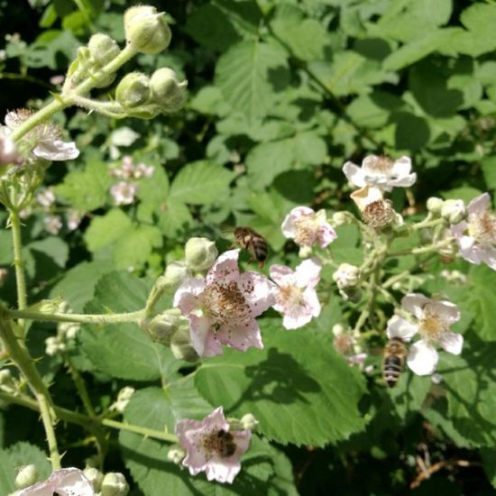 Rubus subg. Rubus: Plant in habitat Park in the NatureSpots App