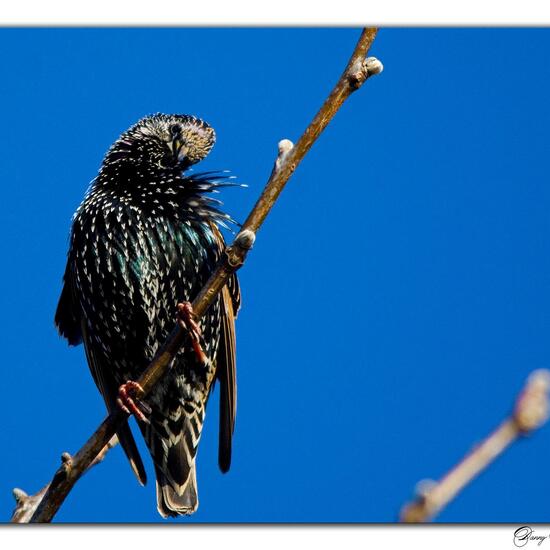 Common starling: Animal in habitat Garden in the NatureSpots App