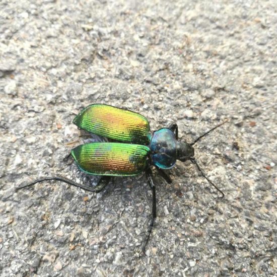 Calosoma sycophanta: Animal in habitat Road or Transportation in the NatureSpots App