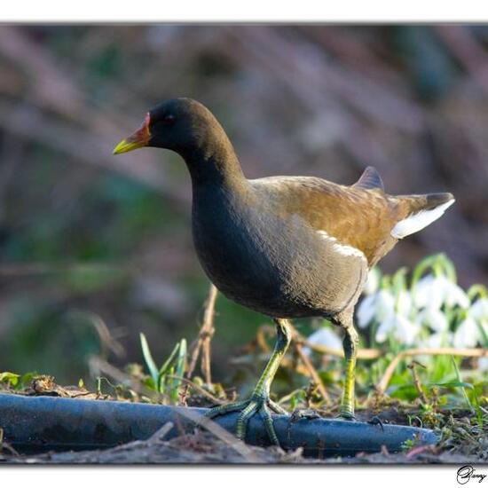 Teichralle: Tier in der Natur in der NatureSpots App