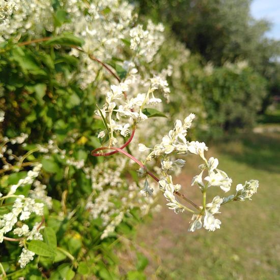 Fallopia baldschuanica: Plant in habitat Park in the NatureSpots App