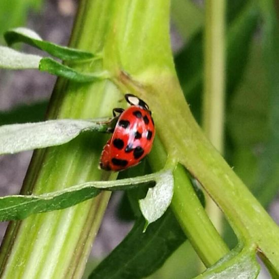 Coccinellidae: Animal in nature in the NatureSpots App