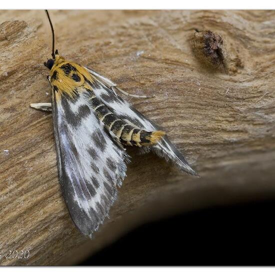 Brennnesselzünsler: Tier im Habitat Garten in der NatureSpots App