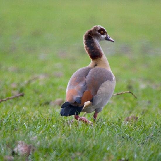 Nilgans: Tier im Habitat Landwirtschaftliche Wiese in der NatureSpots App