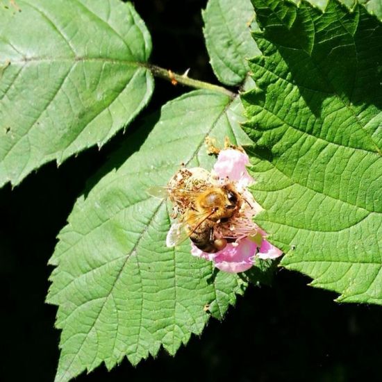 Westliche Honigbiene: Tier im Habitat Park in der NatureSpots App