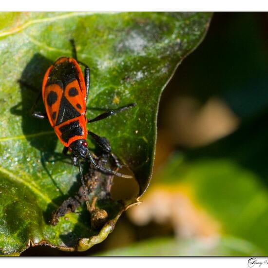 Gemeine Feuerwanze: Tier in der Natur in der NatureSpots App