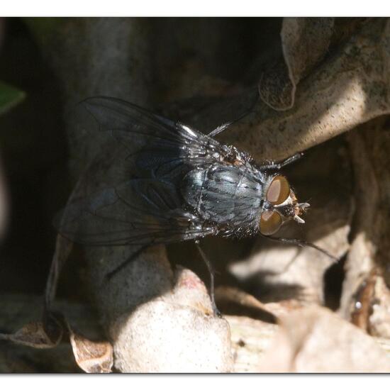 Calliphora vicina: Animal in nature in the NatureSpots App