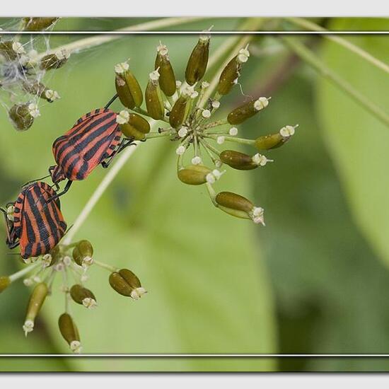 Streifenwanze: Tier in der Natur in der NatureSpots App