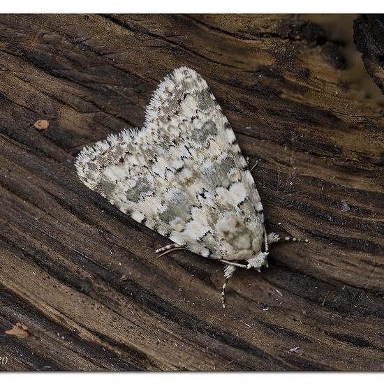 Weißliche Flechteneule: Tier im Habitat Garten in der NatureSpots App