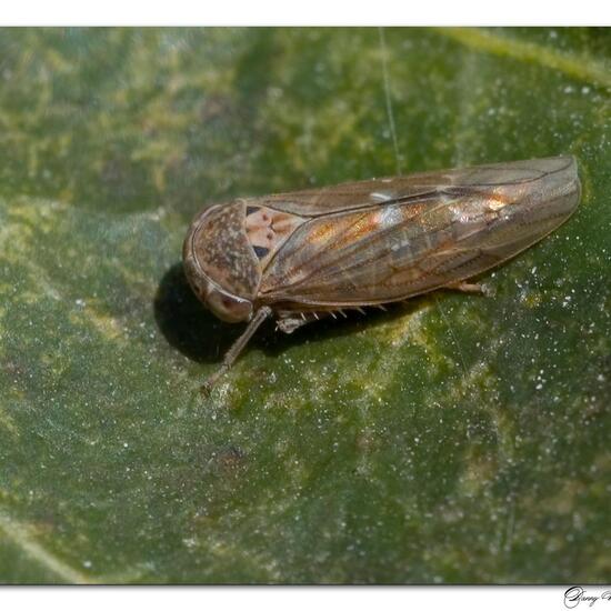 Idiocerus stigmaticalis: Tier im Habitat Garten in der NatureSpots App