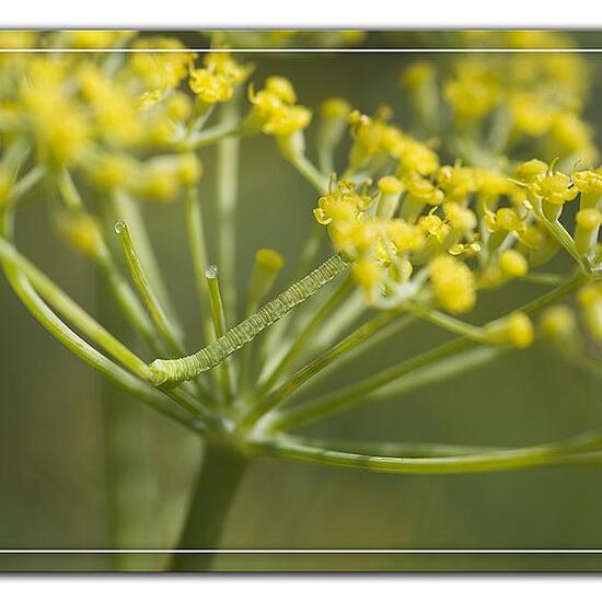 Lobophora halterata: Tier in der Natur in der NatureSpots App