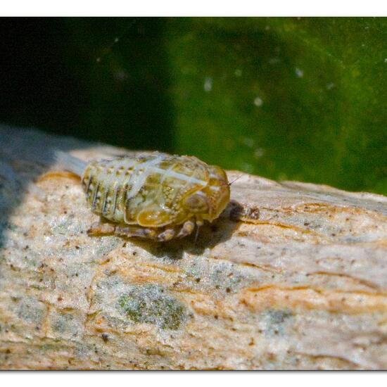 Echte Käferzikade: Tier im Habitat Garten in der NatureSpots App