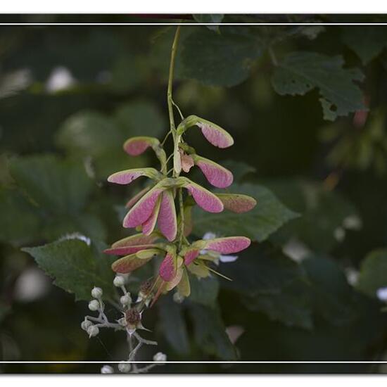 Acer pseudoplatanus: Plant in habitat Forest in the NatureSpots App