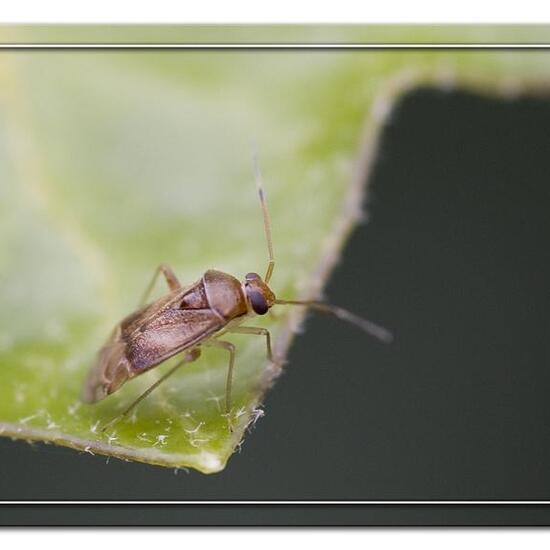 Pinalitus cervinus: Tier im Habitat Garten in der NatureSpots App