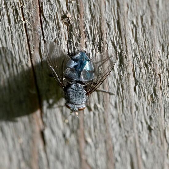 Calliphora: Tier im Habitat Garten in der NatureSpots App