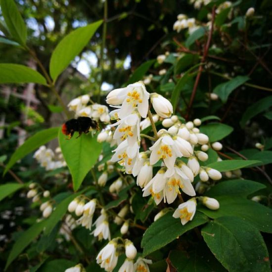 Steinhummel: Tier in der Natur in der NatureSpots App