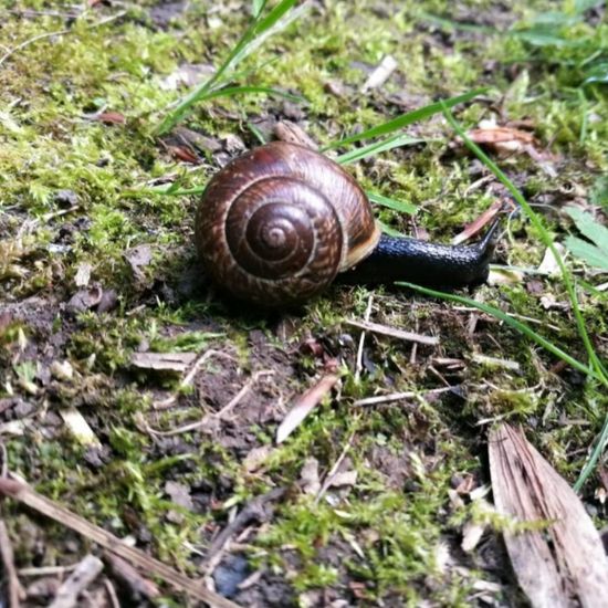 Gefleckte Schnirkelschnecke: Tier im Habitat Park in der NatureSpots App