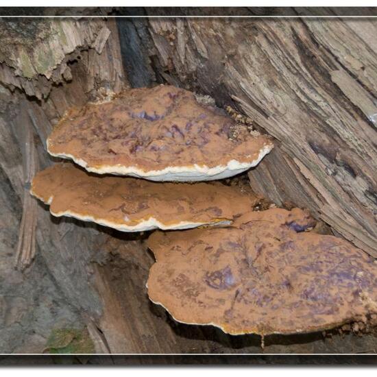 Harziger Lackporling: Pilz im Habitat Park in der NatureSpots App