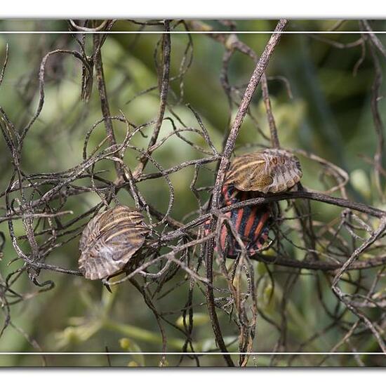 Graphosoma lineatum: Animal in habitat Garden in the NatureSpots App