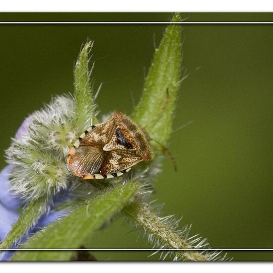 Parent bug: Animal in habitat Semi-natural grassland in the NatureSpots App
