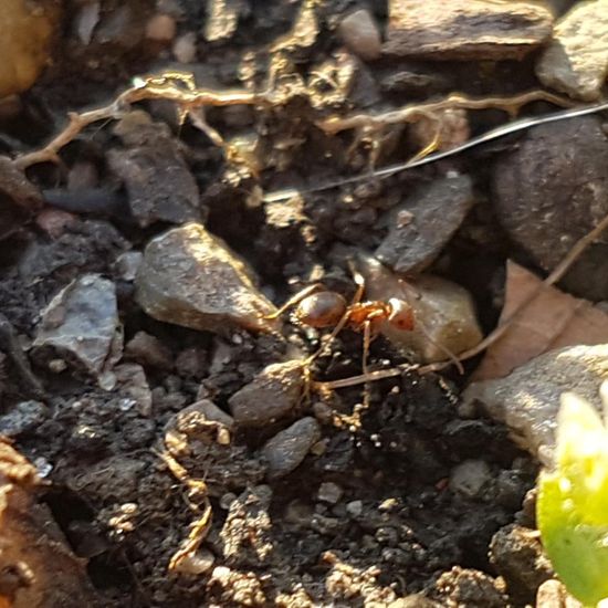 Schwarze Wegameise: Tier im Habitat Park in der NatureSpots App