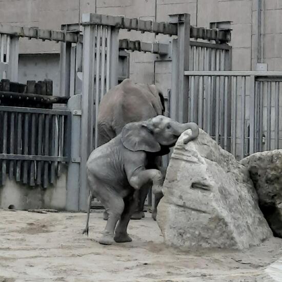 Afrikanischer Elefant: Tier im Habitat Zoo/Gehege in der NatureSpots App