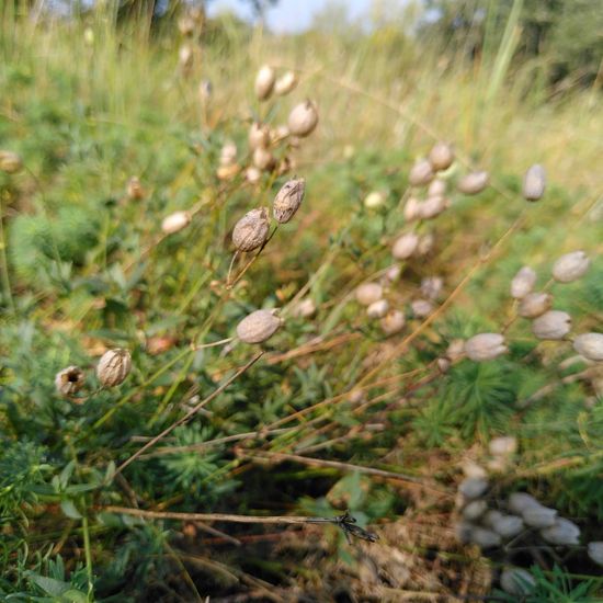 Nickendes Leimkraut: Pflanze im Habitat Naturnahe Wiese in der NatureSpots App