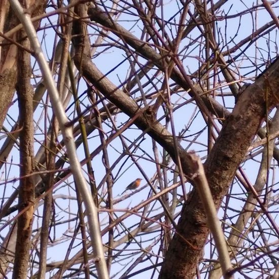 Rotkehlchen: Tier im Habitat Ackerrandstreifen in der NatureSpots App