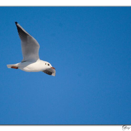 Black-headed Gull: Animal in nature in the NatureSpots App