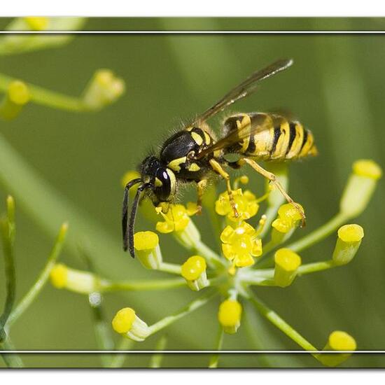 Gemeine Wespe: Tier im Habitat Garten in der NatureSpots App