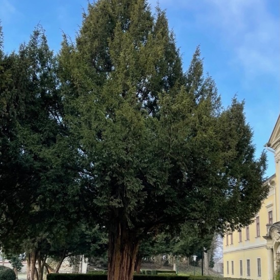 Europäische Eibe: Pflanze im Habitat Park in der NatureSpots App