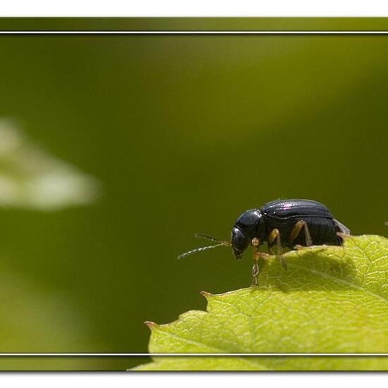 Cryptocephalus ocellatus: Tier in der Natur in der NatureSpots App